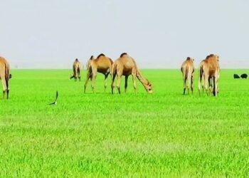 بنسبة 45%.. ارتفاع صادرات سلطنة عُمان من الحيوانات الحية بنهاية 2023