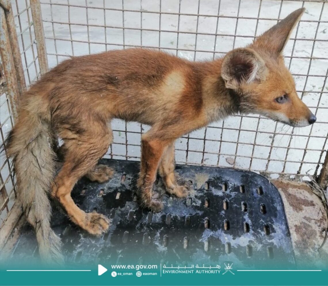 “البيئة” تتعامل مع بلاغ حول وجود ثعلب قرب الأحياء السكنية بصحم