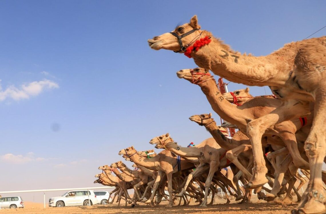 غداً.. انطلاق مهرجان عيدية الشهرة للهجن بولاية سناو