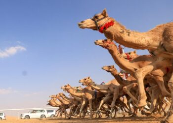 غداً.. انطلاق مهرجان عيدية الشهرة للهجن بولاية سناو