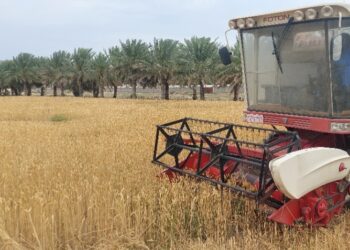 توقعات بحصاد كميات وفيرة من محصول القمح هذا العام في الظاهرة