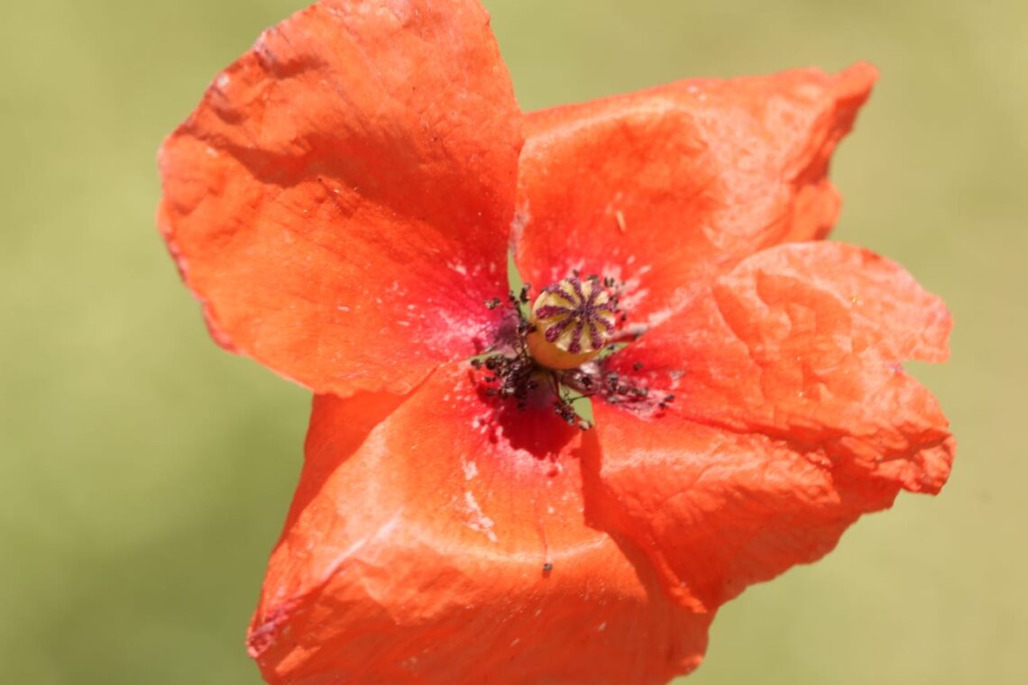 اكتشاف عدد من النباتات النادرة في 4 محافظات