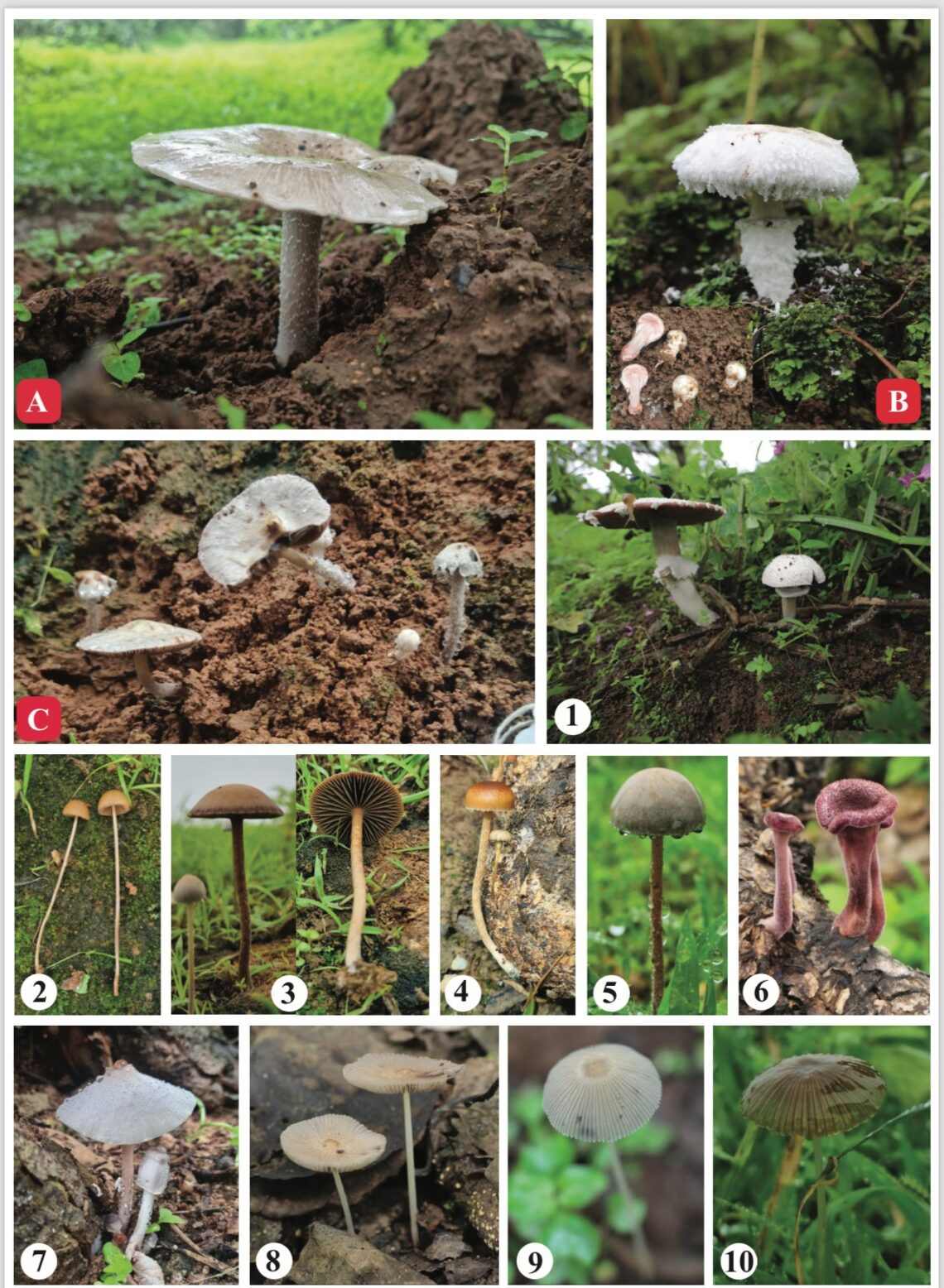 اكتشاف كائنات حية تُسجَّل لأول مرة في سلطنة ‎عُمان وشبه الجزيرة العربية