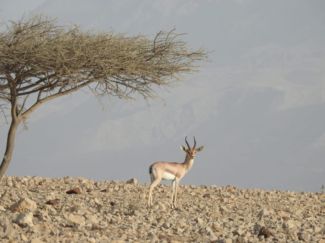 الثانية خليجيا.. سلطنة عُمان تتقدم 99 مركزًا في مؤشر الأداء البيئي العالمي