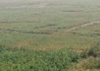إلغاء سند ملكية أرض زراعية في البريمي