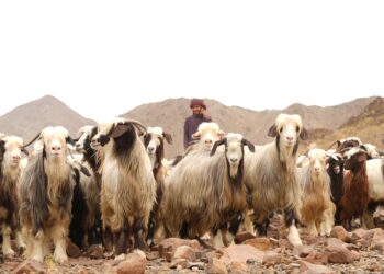 تنبيه هام من “الثروة الزراعية” بخصوص الأضاحي
