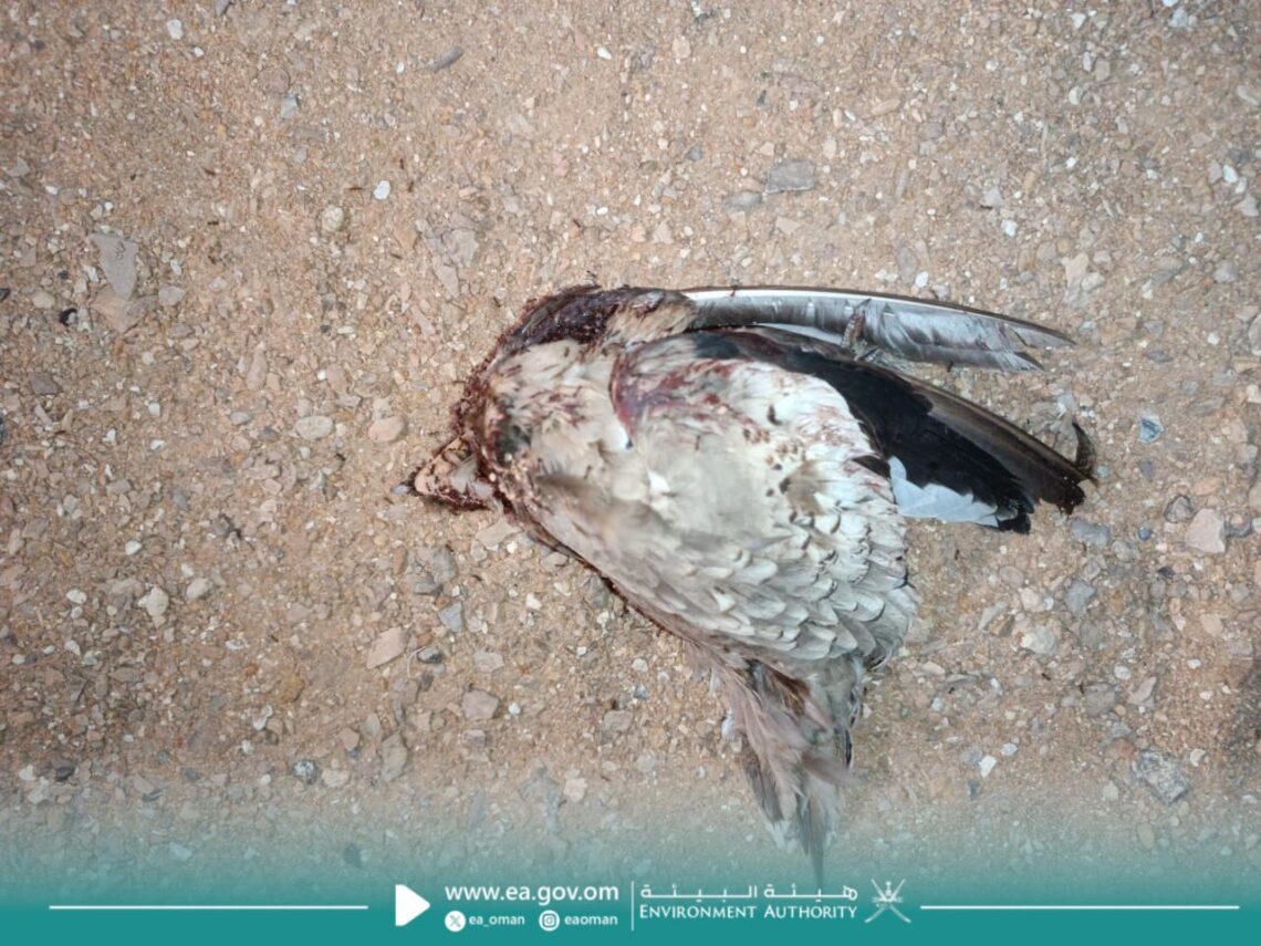 ضبط 3 أشخاص بتهمة صيد عدد من الحيوانات البرية في ظفار