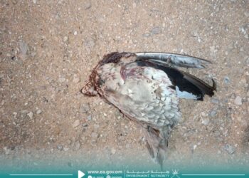 ضبط 3 أشخاص بتهمة صيد عدد من الحيوانات البرية في ظفار