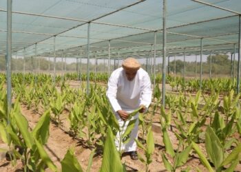 لتحقيق الأمن الغذائي.. مشروعات متنوعة لتغطية الطلب المتنامي على المنتجات الغذائية بظفار