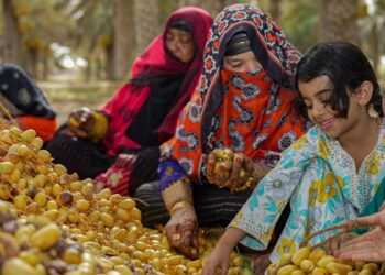 موسم حصاد بسور “المبسلي” بجعلان بني بو حسن.. موروثٌ شعبي وعائد اقتصادي للولاية