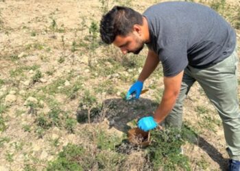 جامعة نزوى تنهي المرحلة الأولى لدراسة أضرار نبتة “البارثينيوم” الغازية لجبال محافظة ظفار
