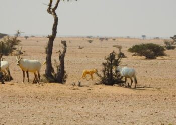 تعرف على أعداد زوار محمية المها العربية منذ بداية العام الجاري
