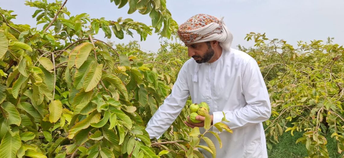 شاب عُماني يحكي نجاح تجربته في زراعة أشجار الجوافة