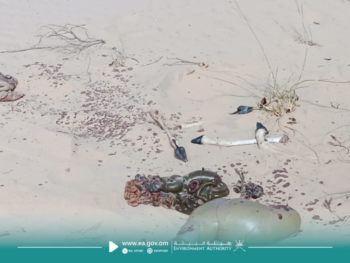 ضبط مواطن بتهمة صيد غزال عربي في ثمريت