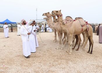 انطلاق منافسات مهرجان ظفار للمزاينة بصلالة