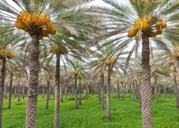 “فيجن بالم”.. نظام ذكي متعدد الوظائف لمساعدة مزارعي النخيل