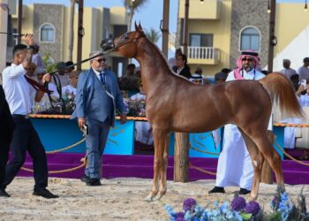 انطلاق أول بطولة وطنية لجمال الخيل العربية بمرباط