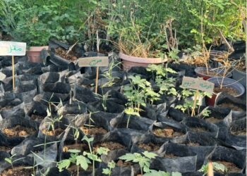 بهدف استدامة الرقعة الخضراء.. توزيع أكثر من ٧ آلاف شتلة برية في مبادرة بيئية بالظاهرة