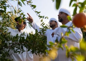 بالأرقام.. تعرف على أعداد زوار فعالية “رمانة” بولاية الجبل الأخضر