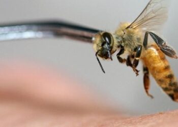 تعرف على فوائد سم نحل العسل