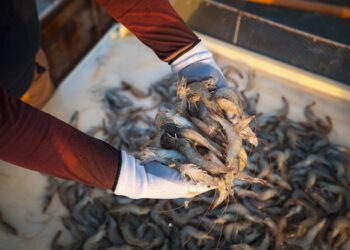 بدء موسم صيد الروبيان في سلطنة عُمان