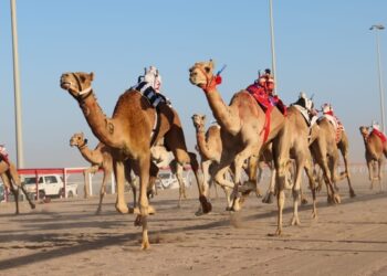 انطلاق منافسات السباق الأول للهجن بولاية أدم