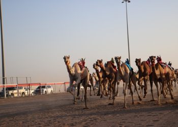 تواصل منافسات المحطة الثانية من سباقات الهجن الأهلية بولاية أدم