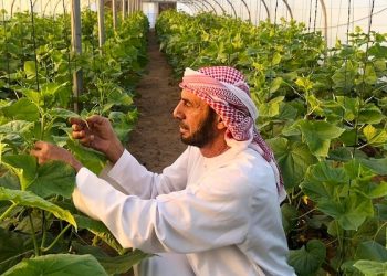 طرح 6 فرص استثمارية زراعية في محافظة البريمي