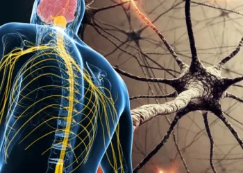 كيف يمكن المحافظة على صحة الأعصاب؟