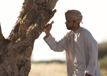 بهدف تعزيز مكانة اللبان العماني.. انطلاق فعاليات موسم اللبان الثالث بظفار غدًا