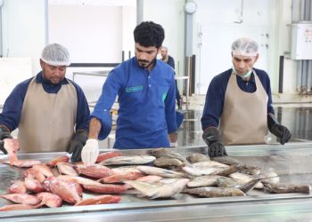 شركات عمانية تبدأ التصدير المباشر للمنتجات السمكية إلى الصين