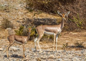 تنفيذ مبادرات متنوعة لحماية البيئة وصون التنوع الجيولوجي بالبريمي