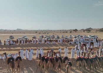 أكثر من 150 ناقة تشارك في عرضة الهجن بالبريمي
