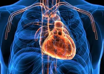 دراسة: القلب يملك “دماغا صغيرا” خاصا به