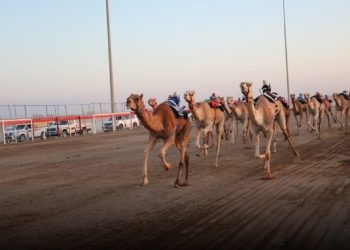 12 شوطًا ضمن منافسات سباقات الهجن الأهلية بولاية أدم