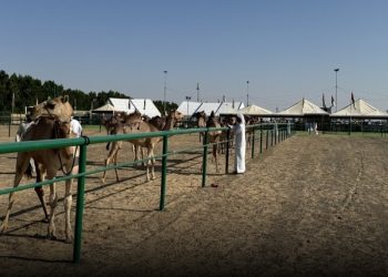 بدء فعاليات مهرجان حمراء الدروع للإبل والموروث الشعبي