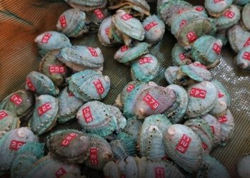 تنفيذ مبادرة لتوطين 40 ألف زريعة من “الصفيلح” العُماني بظفار