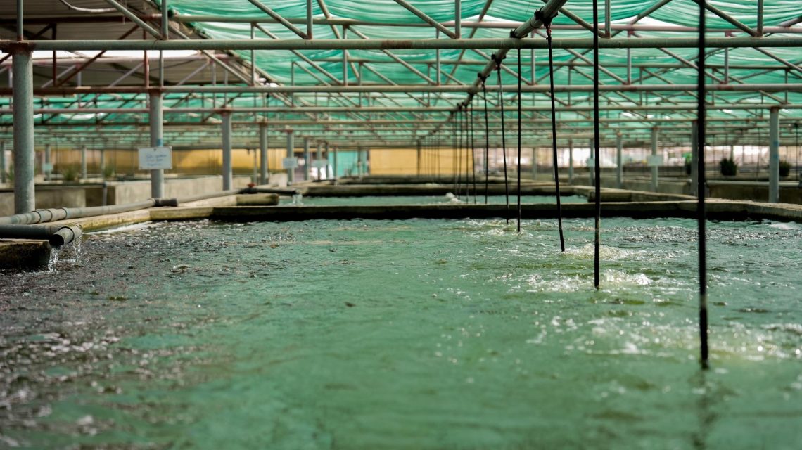  ناصر السعدي يكتب قصة نجاح ملهمة في استزراع الأسماك والتصدير للخارج