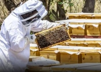 إنجاز 60 % من أعمال متحف نحل العسل بولاية بركاء