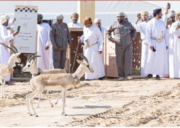 إطلاق مشروع إعادة توطين غزال الريم “الريم1” بولاية مقشن