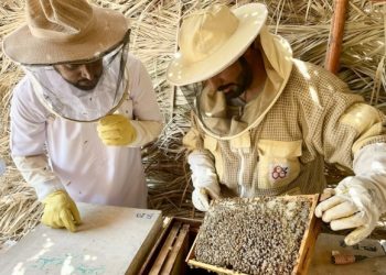 6.4 أطنان إنتاج العسل بمحافظة جنوب الباطنة لعام ٢٠٢٤