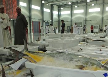 أكثر من 470 ألف طن إجمالي الأسماك المنزلة بالصيد الحرفي