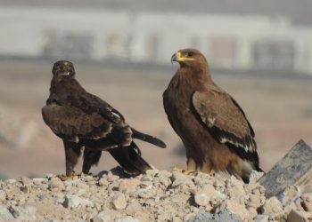 دراسة متخصّصة تظهر انخفاض “عقاب السهوب” المهدّد بالانقراض