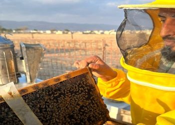 كمية إنتاج العسل بمحافظة ظفار تتجاوز 56 طنًّا خلال 2024