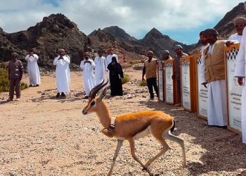 إطلاق 12 غزالاً عربيّاً بنيابة جزر الحلانيات ضمن مشروع إعادة توطينه بظفار