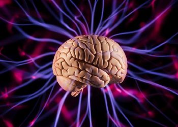دراسة تكشف تأثيرات النظام الغذائي عالي السعرات الحرارية على وظائف الدماغ