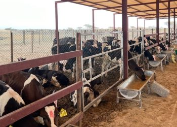 عبر منصة “تطوير”.. طرح 21 فرصة استثمارية بمحافظة البريمي