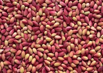 لا تهمل تناول الفستق لأنه مليء بالفوائد الصحية.. وهذه أبرزها