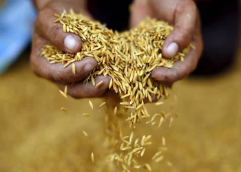 دراسة: الأرز البني يحتوي على مادة مسرطنة أكثر سمّية من الأبيض