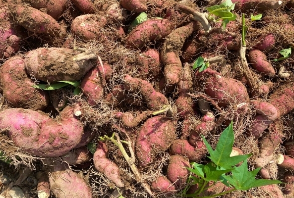 عبر منصة “تطوير”.. طرح ثلاث فرص استثمارية في القطاع الزراعي بولايتي شناص والسويق